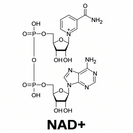 Chemical structure of oxidised nicotinamide adenine dinucleotide (NAD+)