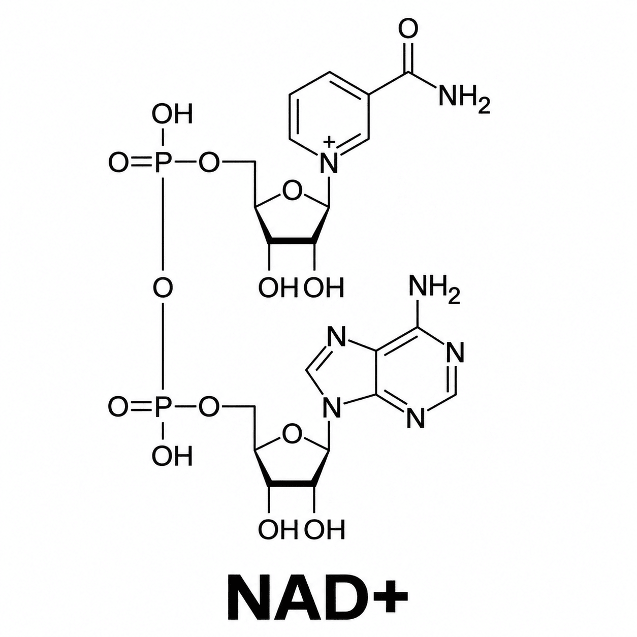 NAD+ Chemical Structure Chemical structure of oxidised nicotinamide adenine dinucleotide (NAD+)