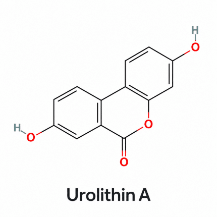Chemical structure of Urolithin A, with two hydroxyl groups and a lactone ring